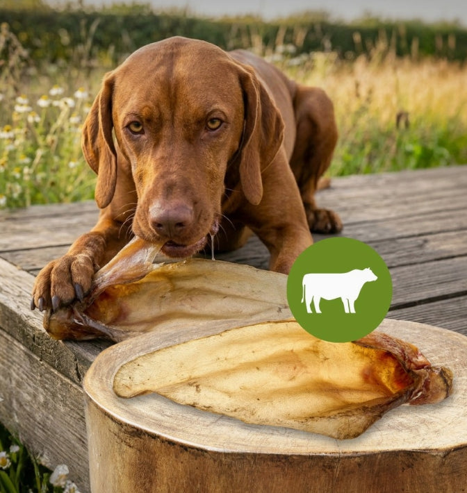 Oreilles de bœuf  (Avec ou sans poils)