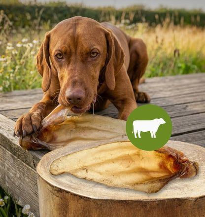 Oreilles de bœuf  (Avec ou sans poils)