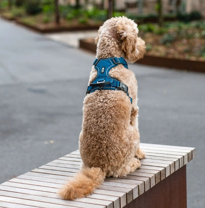 Comfort Walk Pro™ Harnais