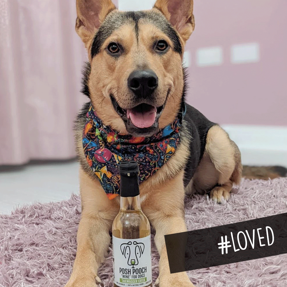 Posh Pooch vin blanc 250 ml – Trinquez avec votre compagnon à quatre pattes